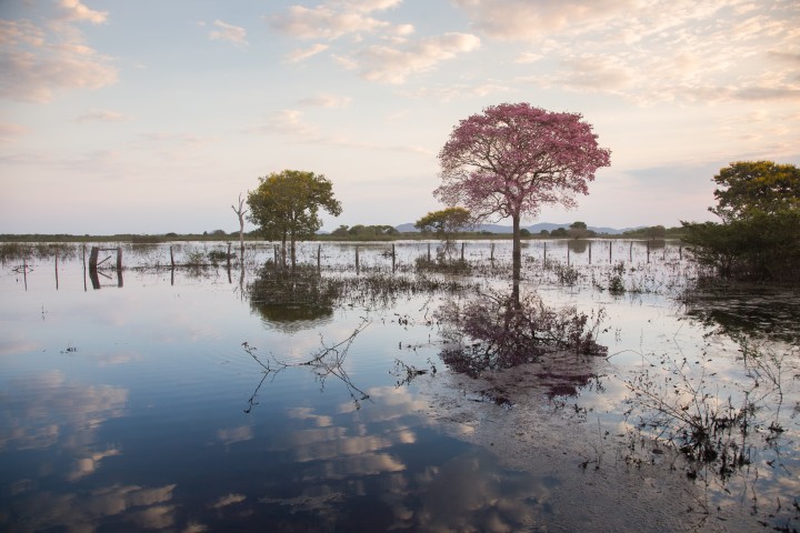 Pantanal - Photo by Pantanal